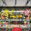 Vẽ Kính Tết Cành Mai Cành Đào